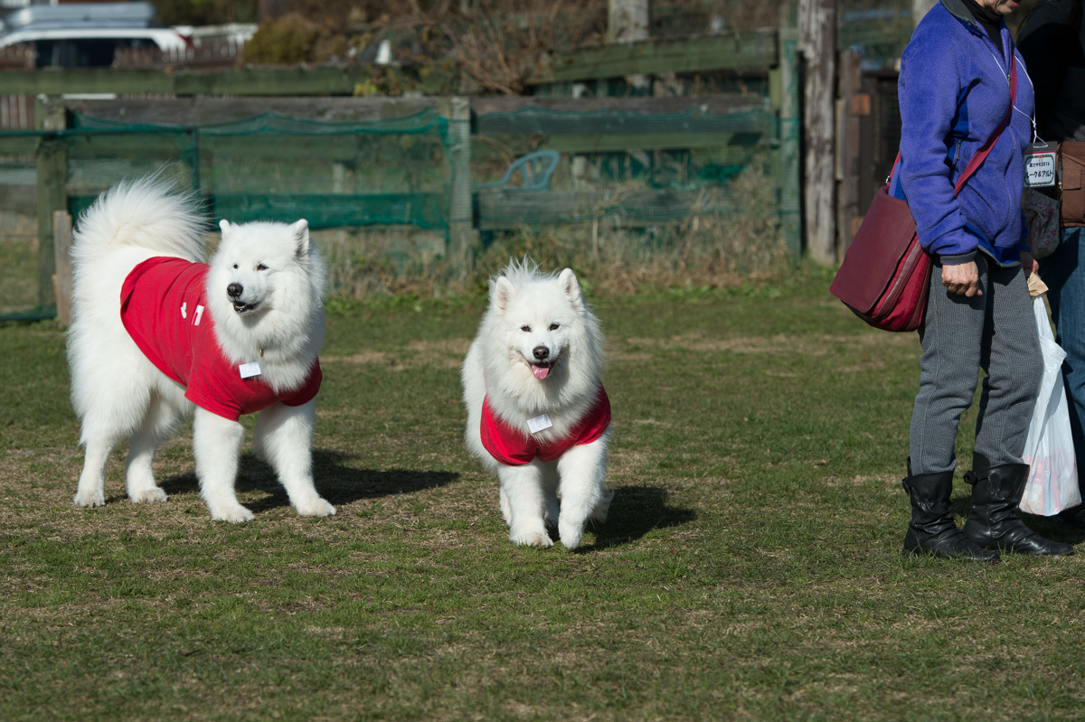 富士サモ2016-3_d0144253_00233593.jpg