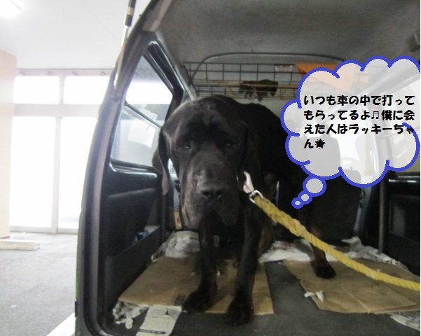 【土佐犬のチャコちゃん足の腫れみるみるよくなる】_b0059154_10433565.jpg