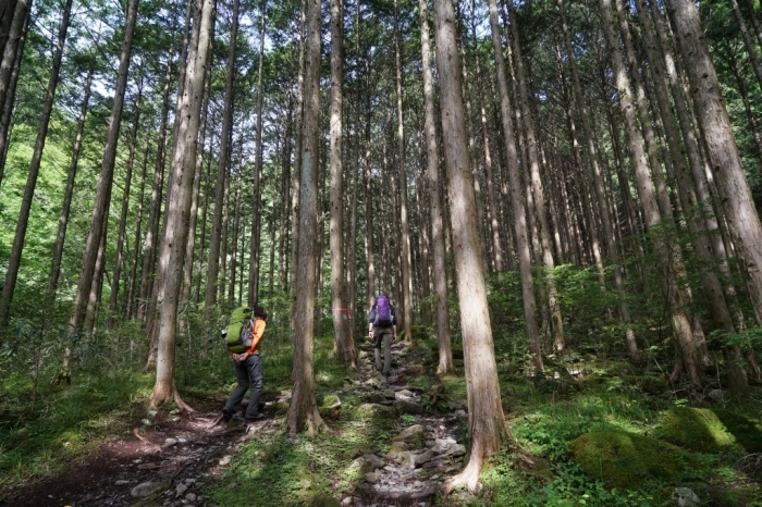 安倍川流域の最高峰＠山伏　2016.06.26(日)_f0344554_19062687.jpg