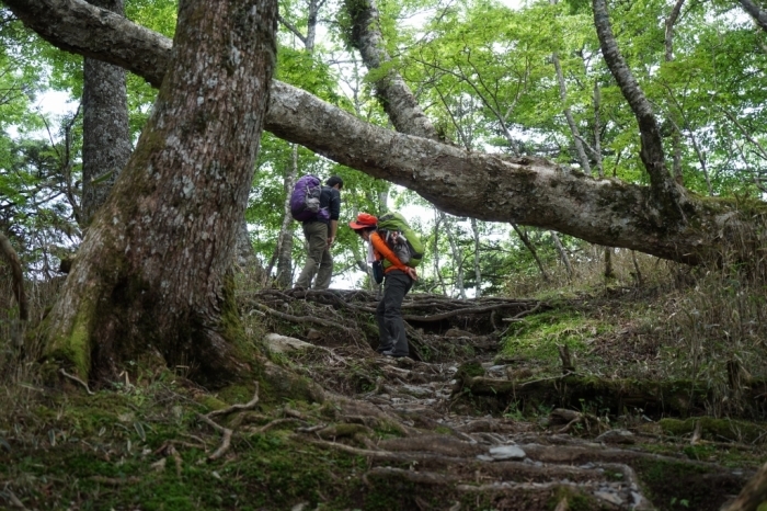 安倍川流域の最高峰＠山伏　2016.06.26(日)_f0344554_19102328.jpg