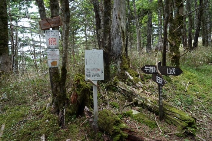 安倍川流域の最高峰＠山伏　2016.06.26(日)_f0344554_19112222.jpg