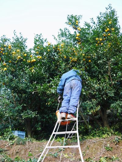 香り高きゆず 平成28年度の発送分は残りわずか!定数になり次第の完売となります!お急ぎください!_a0254656_18265097.jpg