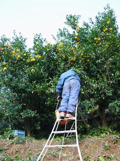 香り高きゆず　平成28年度の発送分は残りわずか！定数になり次第の完売となります！お急ぎください！_a0254656_18265097.jpg