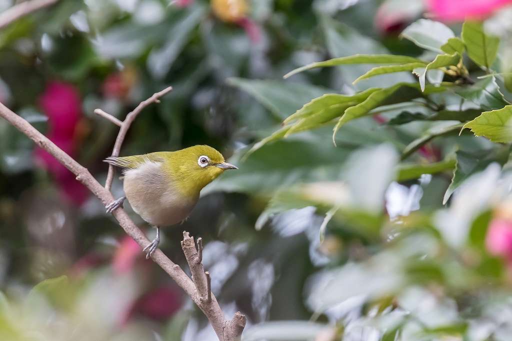 昭和記念公園で出逢った野鳥_f0044056_07165038.jpg