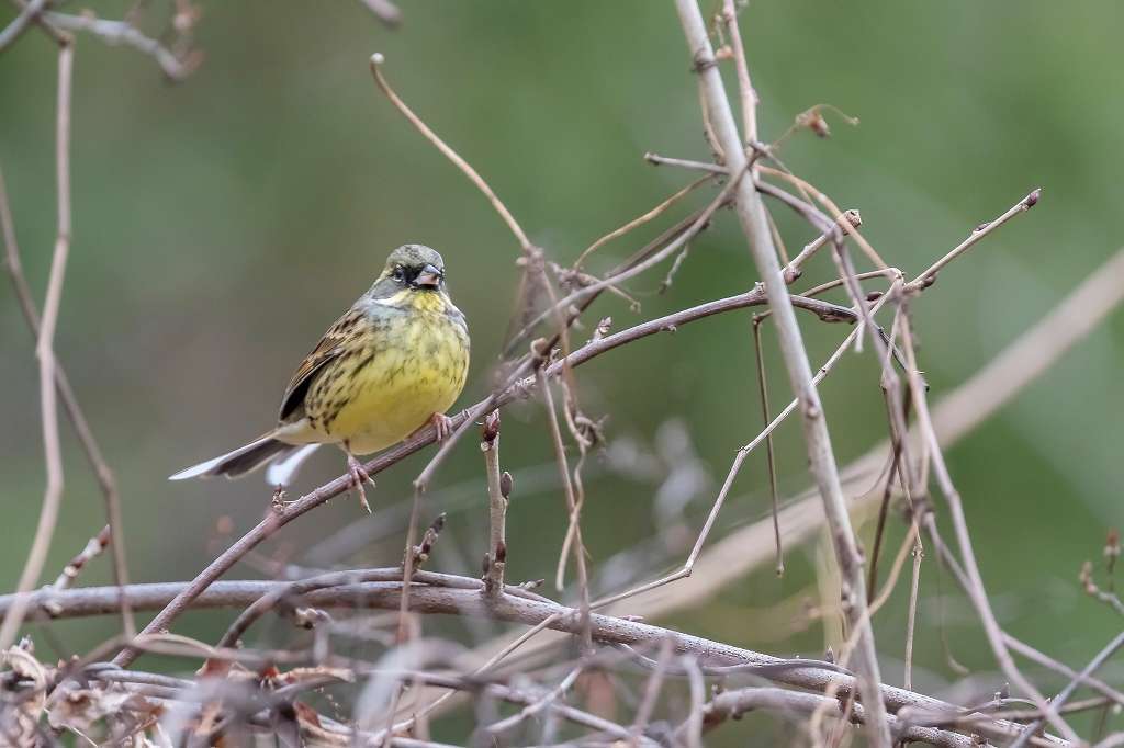 昭和記念公園で出逢った野鳥_f0044056_07194725.jpg