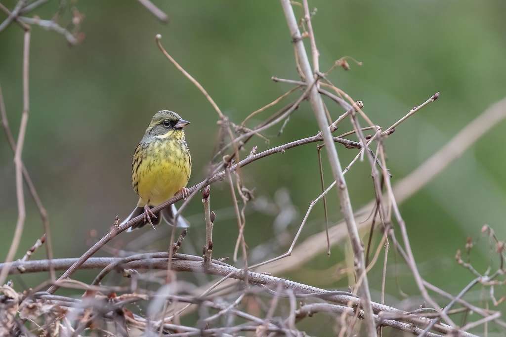 昭和記念公園で出逢った野鳥_f0044056_07200623.jpg