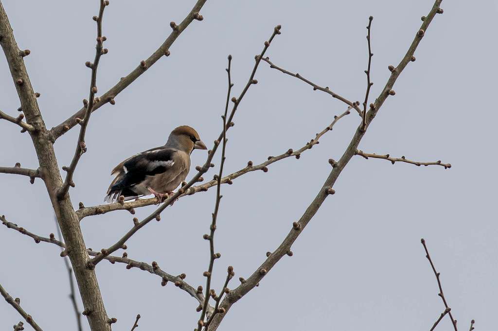 昭和記念公園で出逢った野鳥_f0044056_07223509.jpg