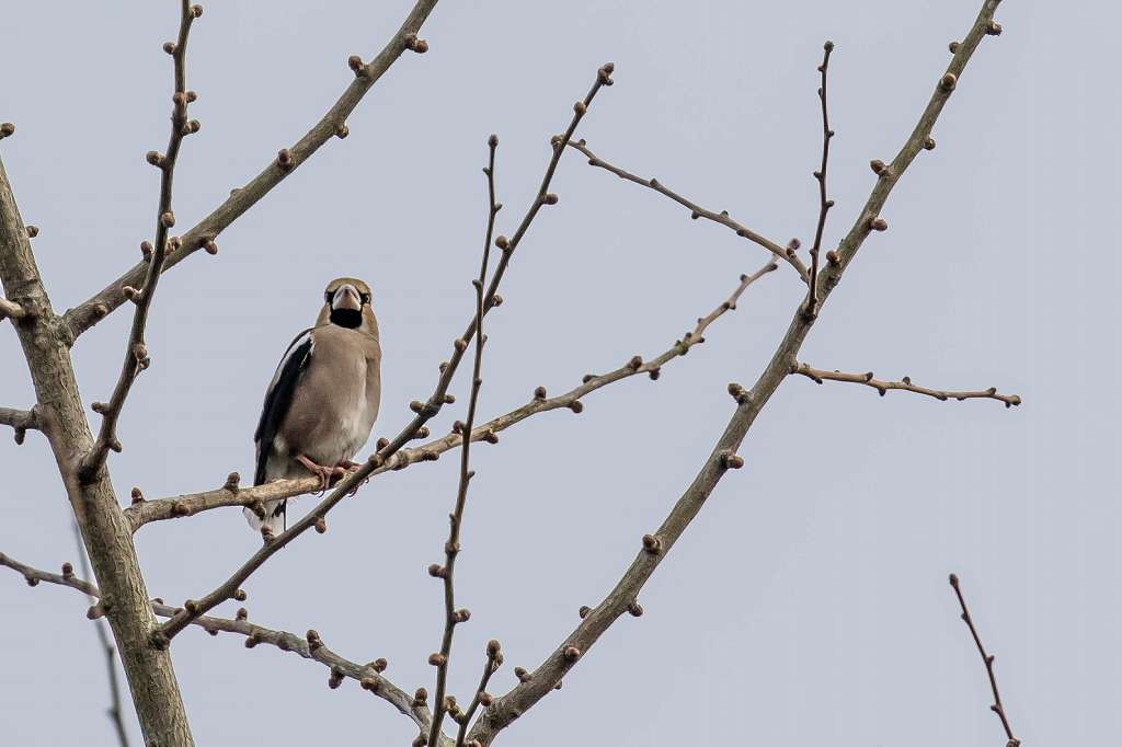 昭和記念公園で出逢った野鳥_f0044056_07225811.jpg