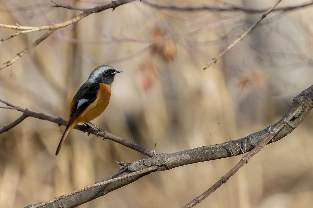 昭和記念公園で出逢った野鳥_f0044056_07243431.jpg