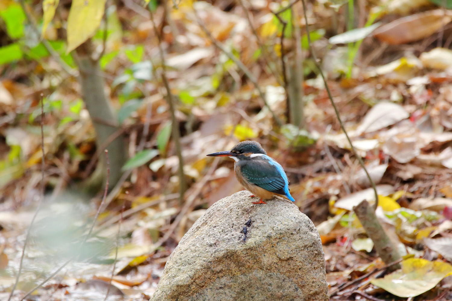 日本チョウ類保全協会 関西地区写真展 と EOS 5D Mark Ⅳ 試し撮り_e0156157_2251529.jpg