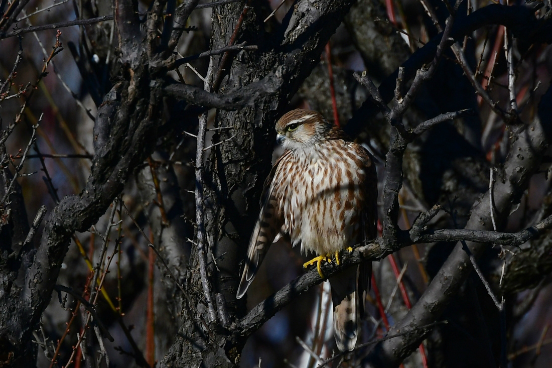コチョウゲンボウ 羽繕い_f0053272_826536.jpg