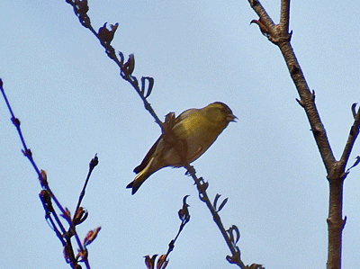 県民の森野鳥クラブ　2016年12月の様子_f0140773_15284214.gif