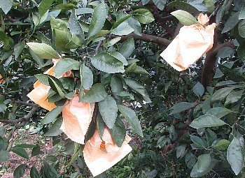 f0003283_18240048.jpg