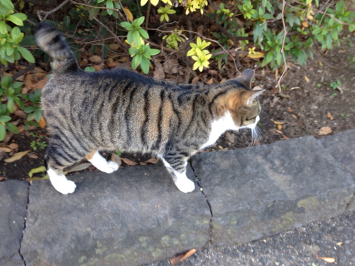 今年も猫歩き&#128008;スタート〜&#128062;✨_c0305685_09164669.jpg