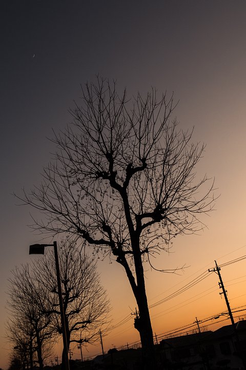 逢魔が時のナンキンハゼ (写真部門)_d0353489_217883.jpg