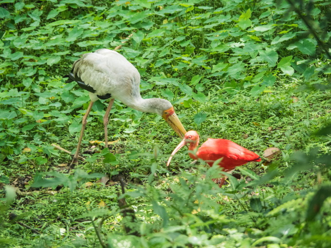 2016ブルネイ・ボルネオ島・マレー半島vol.14~KLムルデカ広場とBirdpark~_f0276498_09331463.jpg