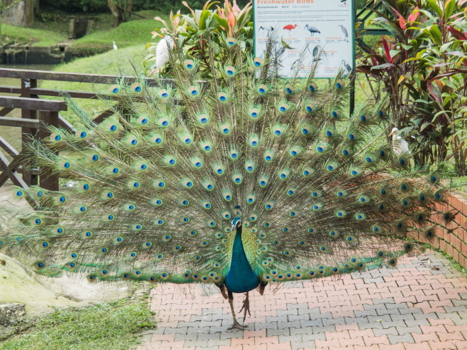 2016ブルネイ・ボルネオ島・マレー半島vol.14～KLムルデカ広場とBirdpark～_f0276498_09355230.jpg