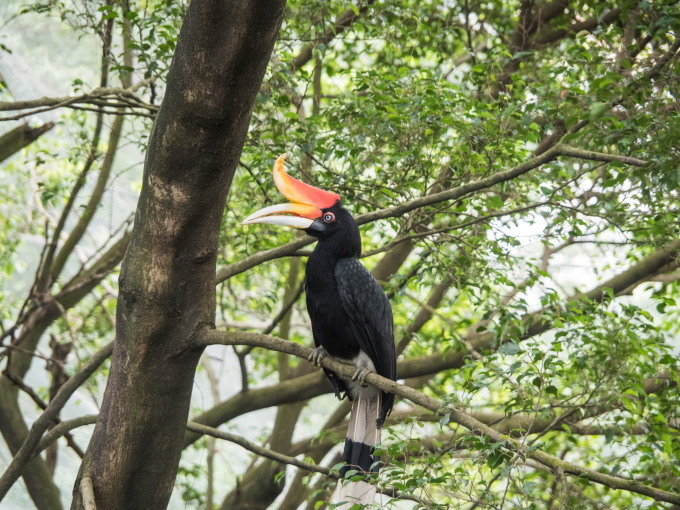 2016ブルネイ・ボルネオ島・マレー半島vol.14~KLムルデカ広場とBirdpark~_f0276498_09365785.jpg