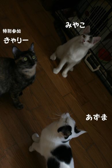 わんぱく盛りの東京兄弟_f0242002_00201489.jpg