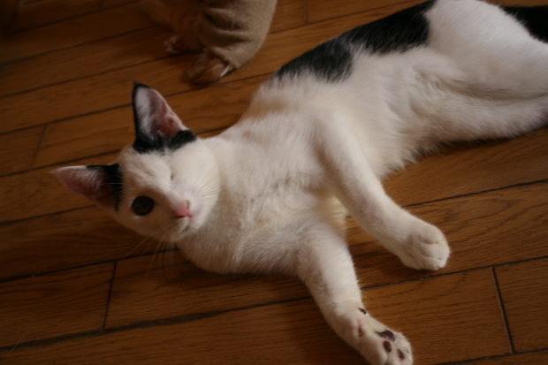 わんぱく盛りの東京兄弟_f0242002_00211415.jpg