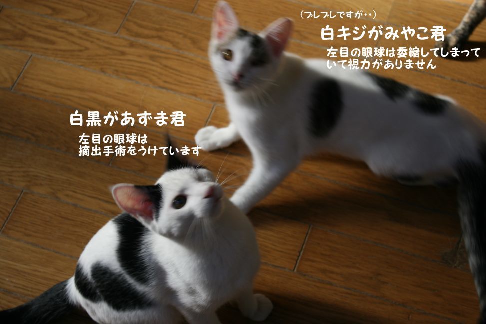 わんぱく盛りの東京兄弟_f0242002_00323486.jpg