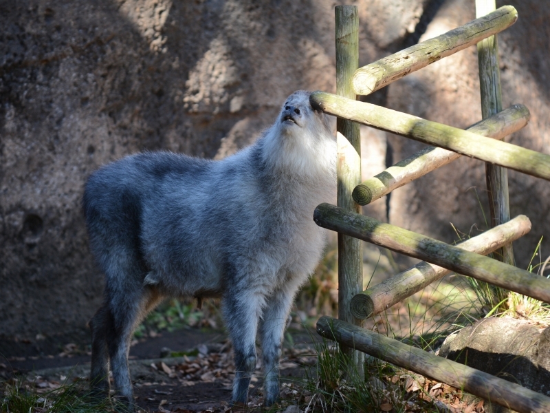 冬のカモシカ、ふわふわの : bonsoir