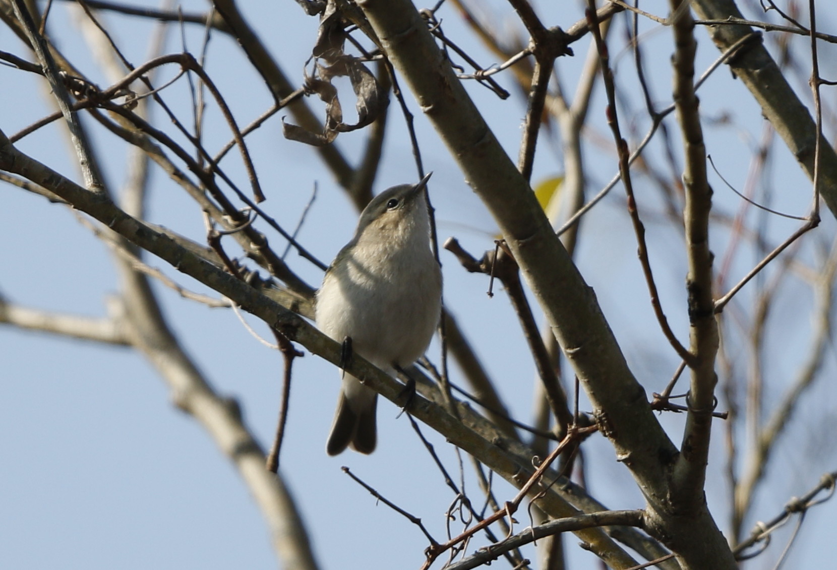 珍鳥チフチャフ撮りに出かけてきました 私の鳥撮り散歩