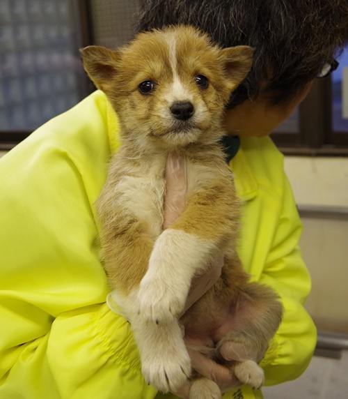 1/5センターレポート　別室１頭・幼犬６頭_f0078320_2330281.jpg