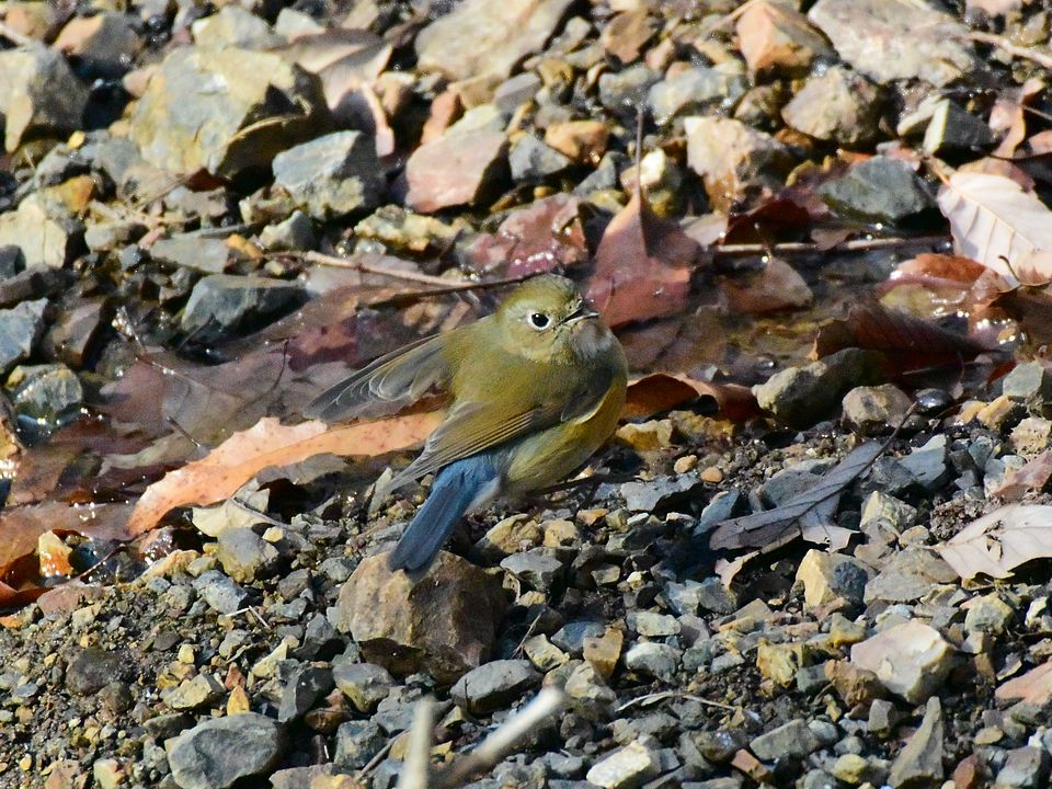 ルリビタキの翼がかわいい♪_a0031821_16433085.jpg