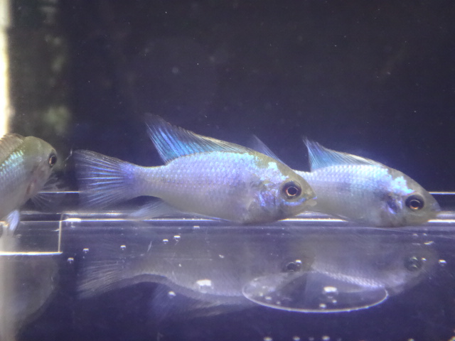 170105 熱帯魚・金魚・淡水魚・水草_f0189122_1312425.jpg