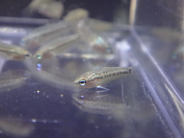 170105 熱帯魚・金魚・淡水魚・水草_f0189122_1331254.jpg