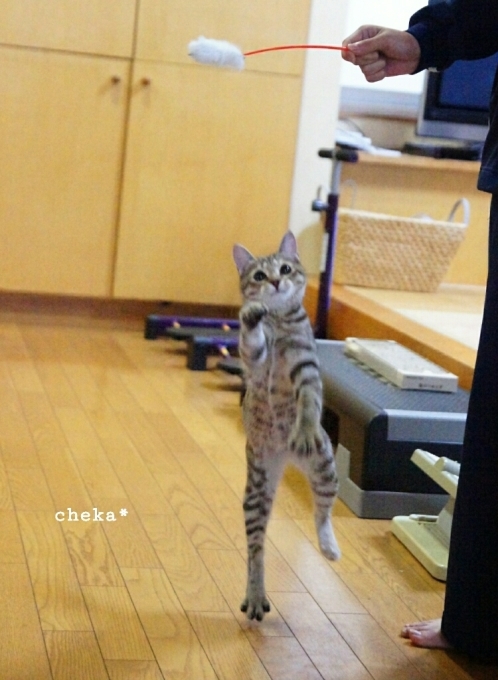 カメラ女子 遊ぶ猫を撮る_c0229025_05301936.jpg