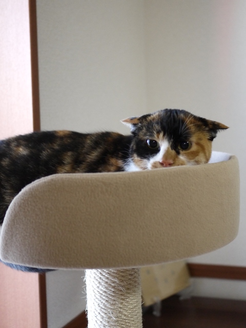 猫のお留守番 ごまちゃん編。_a0143140_21464442.jpg