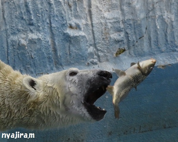 今日の動物園(追記あり)_f0002743_162283.jpg