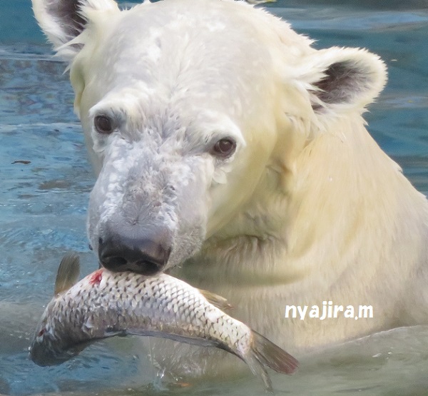 今日の動物園(追記あり)_f0002743_1624345.jpg