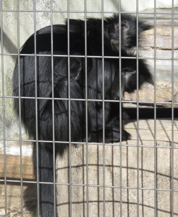 今日の動物園(追記あり)_f0002743_20365671.jpg