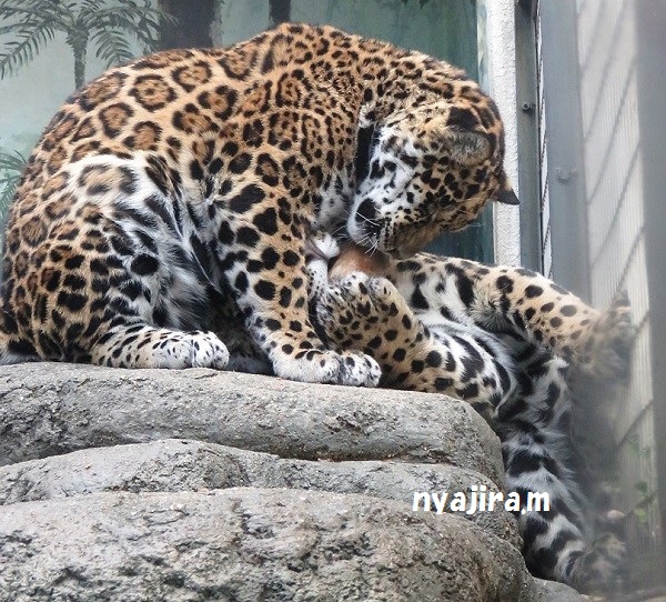 今日の動物園(追記あり)_f0002743_20404612.jpg