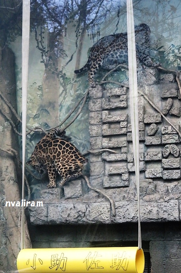 今日の動物園(追記あり)_f0002743_20432379.jpg