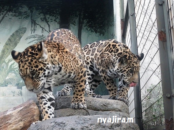 今日の動物園(追記あり)_f0002743_20441390.jpg