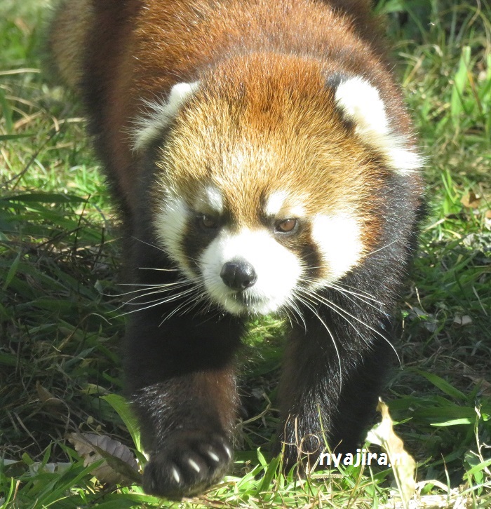 今日の動物園(追記あり)_f0002743_2045070.jpg