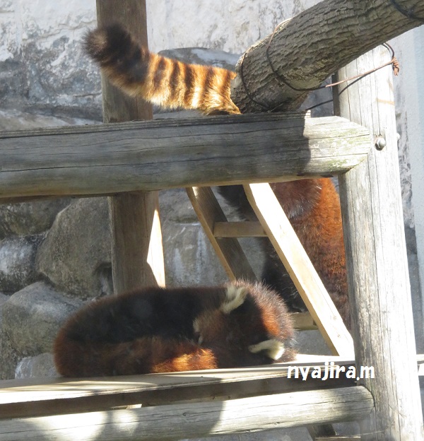 今日の動物園(追記あり)_f0002743_20534967.jpg