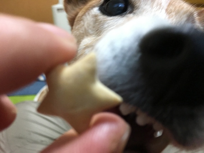 星を食べる犬さん_a0314846_132169.jpg