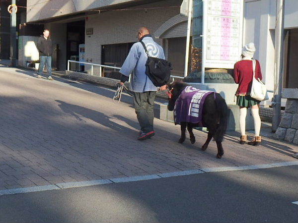 動物に縁があった年末年始１ ２ 神田明神のあかりちゃん 美味しい が好き