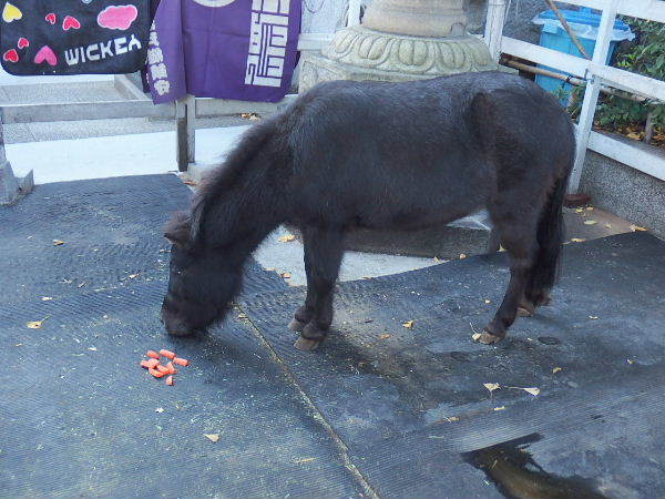 動物に縁があった年末年始１ ２ 神田明神のあかりちゃん 美味しい が好き