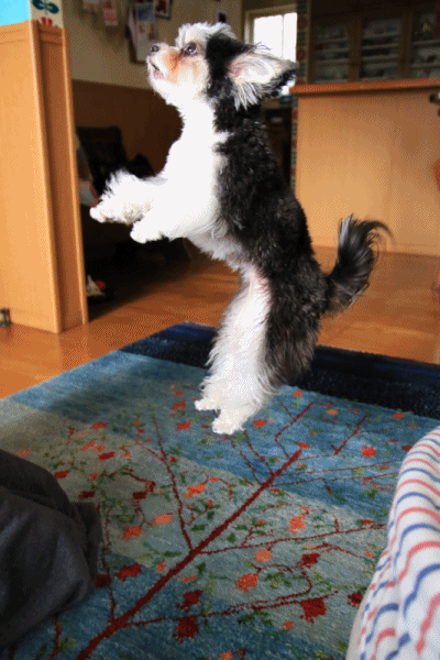 c0145250_14260004.gif
