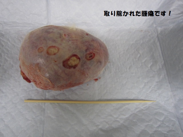 【241gの乳がんを抱えたネコ】_b0059154_18265791.jpg