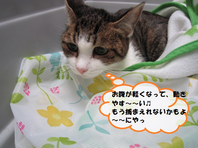 【２４１ｇの乳がんを抱えたネコ】_b0059154_18271817.jpg