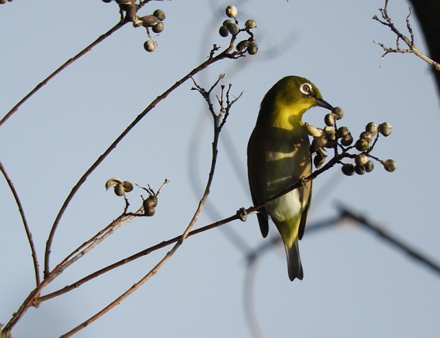 公園のルリビタキ_f0378979_8501410.jpg