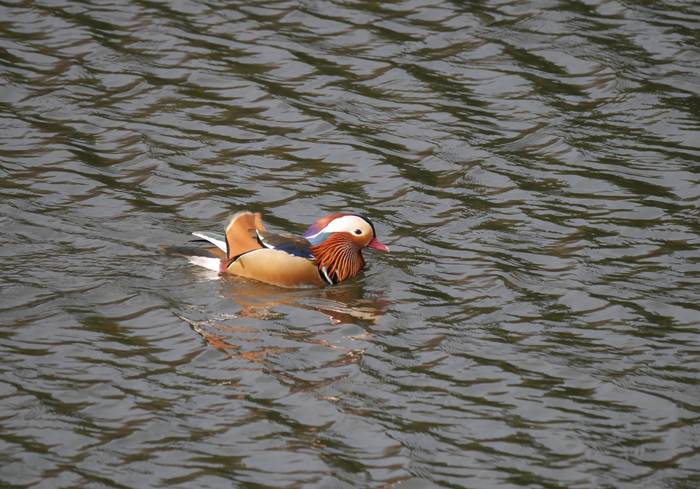 新しい年も鳥撮り・・・_a0161998_22393446.jpg