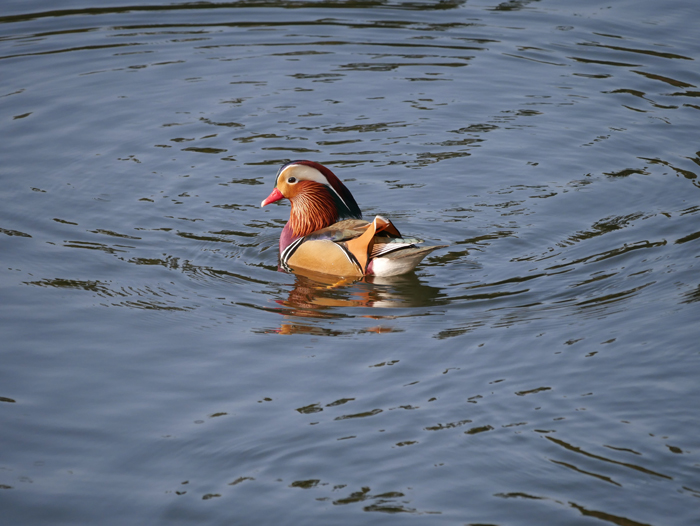 新しい年も鳥撮り・・・_a0161998_22401968.jpg